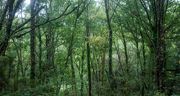 Forests and nature trails